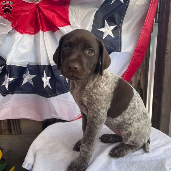 Newt, German Shorthaired Pointer Puppy